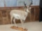 Pronghorn Antelope Full Body Taxidermy Mount
