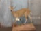 Nice African Duiker Full Body Taxidermy Mount