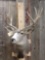 13 Point Mule Deer Shoulder Mount Taxidermy