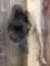 Juvenile Black Porcupine Full Body Taxidermy