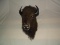 American Bison Buffalo Shoulder Mount Taxidermy