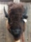 Large Herd Bull Bison Buffalo Shoulder Mount Taxidermy