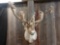 Extra nice Alaskan Caribou Shoulder Mount In Velvet