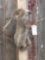 Rare Two Toed Sloth Full Body Taxidermy Mount