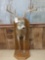 Big 4x4 Wild Whitetail Half Body Taxidermy Mount