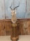 African Impala Pedestal Mount Taxidermy