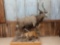 African Nyala & Red Duiker Full Body Taxidermy Mounts