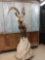 Siberian Ibex Full Body Taxidermy Mount