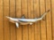 Reproduction Sand Shark Taxidermy