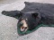 Medium Black Bear Rug Taxidermy