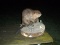 Beaver Sitting On A Stump Taxidermy