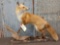 Red Fox Full Body Taxidermy Mount