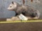 Opossum Full Body Taxidermy Mount
