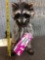 Raccoon Eating Candy Full Body Taxidermy Mount