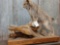 Lynx Hunting A Pine Marten Full Body Taxidermy Mount