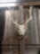 Pere David Deer Shoulder Mount Taxidermy