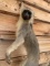Vervet Monkey Hanging Full Body Taxidermy Mount
