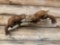 2 Pine Martens On Birch Limb Taxidermy