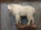 Outstanding Mountain Goat Full Body Taxidermy Mount