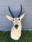 African Reedbuck Shoulder Mount Taxidermy