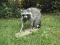 Raccoon Full Body Taxidermy New Mount