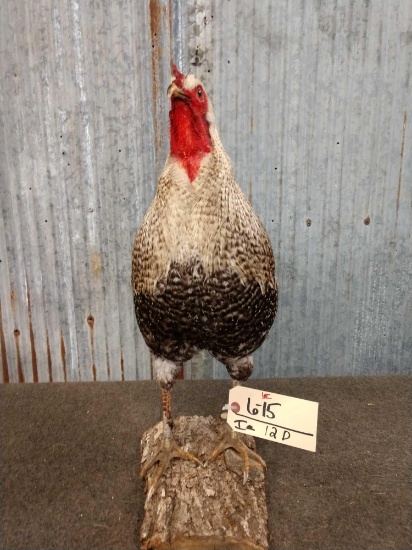 Full Body Mount Rooster Chicken