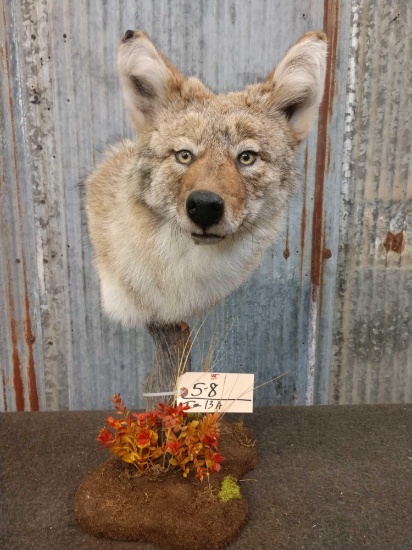 Table Too Coyote Pedestal Mount