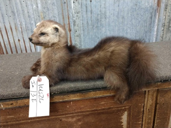 Russian Sable Full Body Taxidermy Mount