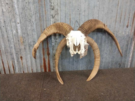 4 Horn Jacobs Sheep Skull