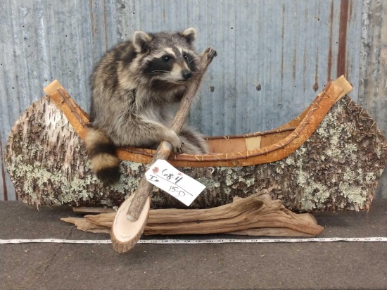 Raccoon In A Birch Bark Canoe Taxidermy