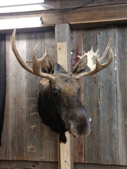 Shiras Moose Shoulder Mount Taxidermy