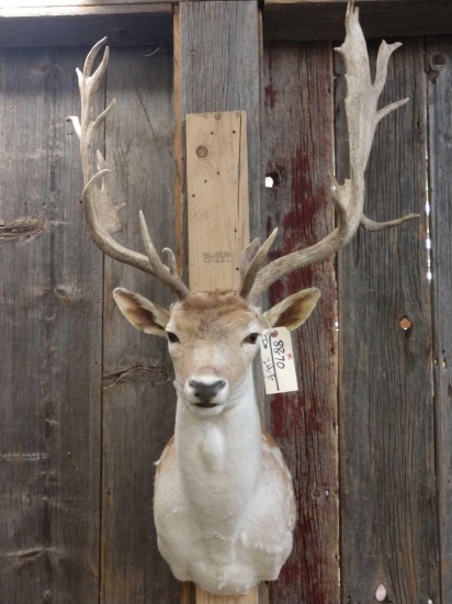 Spotted Fallow Deer Shoulder Mount Taxidermy