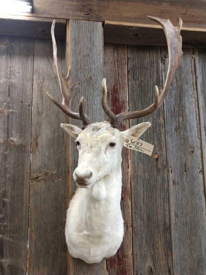 White Fallow Deer Taxidermy Shoulder Mount