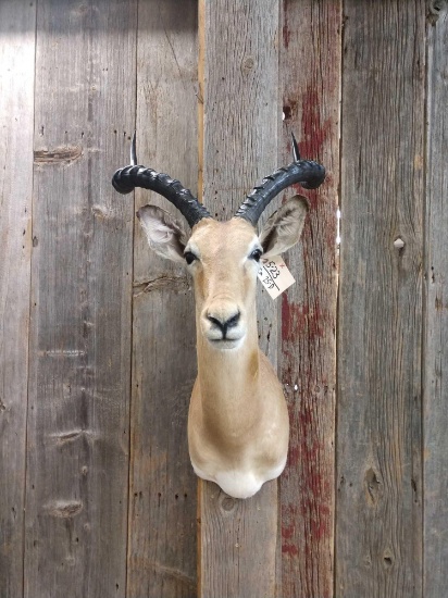 African Impala Shoulder Mount Taxidermy