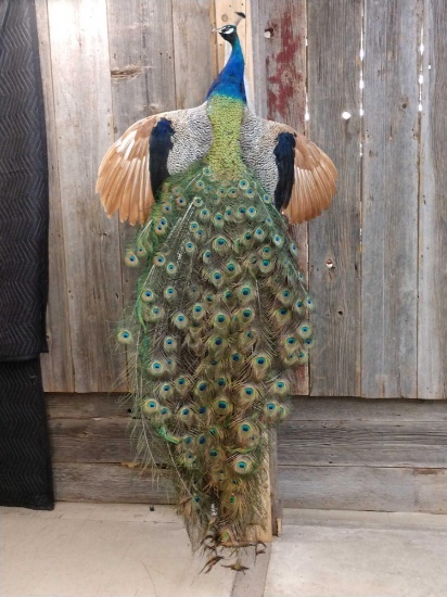 Peacock In Flight Full Body Taxidermy Mount