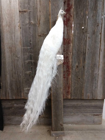 Beautiful Full Body Taxidermy Mount White Peacock