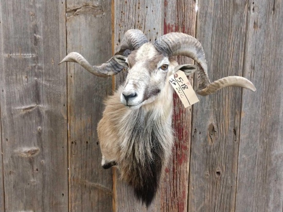 Extra Nice Corsican Ram Taxidermy Shoulder Mount