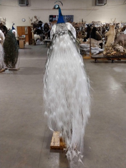 Silver Pied Peacock Full Body Pedestal Taxidermy Mount
