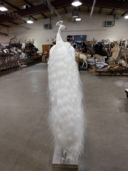 White Peacock Full Body Pedestal Taxidermy Mount