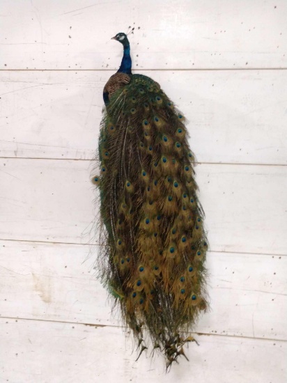 Indy Blue Peacock Full Body Taxidermy Mount