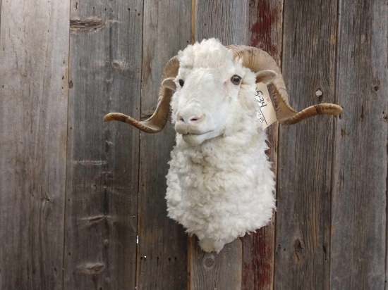 Shoulder Mount Merino Sheep Taxidermy