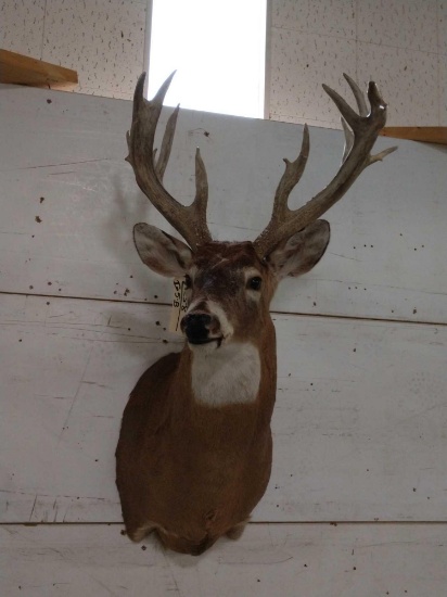 17 Point Whitetail Shoulder Mount Taxidermy