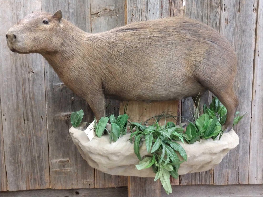 South American Capybara Full Body Mount Taxidermy | Art, Antiques &  Collectibles Collectibles Taxidermy | Online Auctions | Proxibid