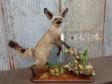 African Bat Eared Fox Taxidermy