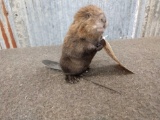 Baby Beaver Taxidermy Mount