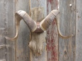 Mounted Dall Sheep Horns Taxidermy