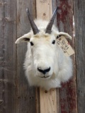 Mountain Goat Shoulder Mount Taxidermy