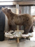 Huge Russian Brown Bear Full Body Taxidermy Mount