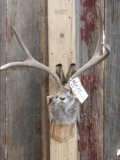 Western Jackalope Shoulder Mount Taxidermy