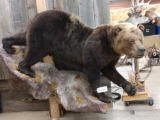 Russian Brown Bear Full Body Taxidermy Mount